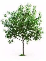 different types of tree isolated on a solid white background photo