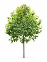 different types of tree isolated on a solid white background photo