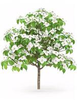 different types of tree isolated on a solid white background photo