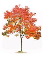 different types of tree isolated on a solid white background photo