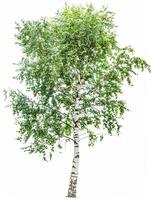 different types of tree isolated on a solid white background photo