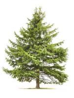 different types of tree isolated on a solid white background photo