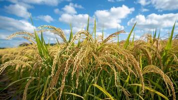 Golden Rice Grains Ripening in a Verdant Paddy Field Under Cloudy Skies in Late Summer photo