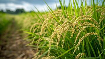 Golden Rice Grains Ripening in a Verdant Paddy Field Under Cloudy Skies in Late Summer photo