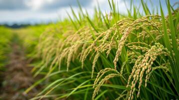 Golden Rice Grains Ripening in a Verdant Paddy Field Under Cloudy Skies in Late Summer photo