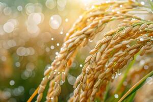 Golden Rice Crops in a Lush Green Field photo