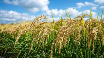 Golden Rice Grains Ripening in a Verdant Paddy Field Under Cloudy Skies in Late Summer photo