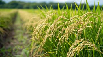 Golden Rice Grains Ripening in a Verdant Paddy Field Under Cloudy Skies in Late Summer photo