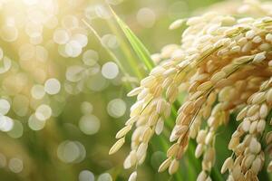 Golden Rice Crops in a Lush Green Field photo