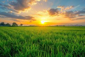 Golden Sunset Over Rice Paddy Fields photo