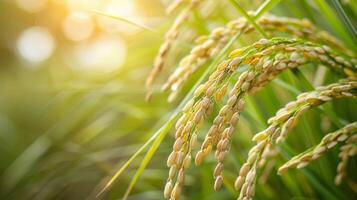 Golden Rice Crops in a Lush Green Field photo