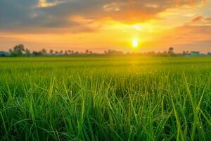 Golden Sunset Over Rice Paddy Fields photo