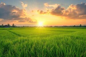 Golden Sunset Over Rice Paddy Fields photo