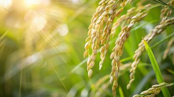 Golden Rice Crops in a Lush Green Field photo