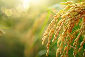Golden Rice Crops in a Lush Green Field photo