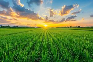 Golden Sunset Over Rice Paddy Fields photo