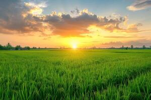 Golden Sunset Over Rice Paddy Fields photo