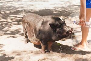 Woman giving water to wild pig from the bottle in the park. photo