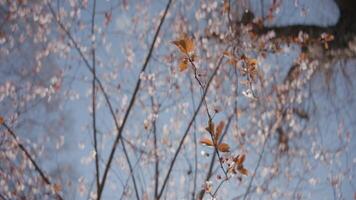 Blossoming tree with branches on a blue sky background. Action. Bottom view of a tree and summer clear sky. video