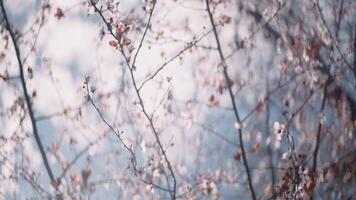 Blossoming tree with branches on a blue sky background. Action. Bottom view of a tree and summer clear sky. video