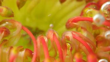 Macro photography. Stock footage.An orange flower with small thin petals on which there are drops of water and which itself sinks into the water. video