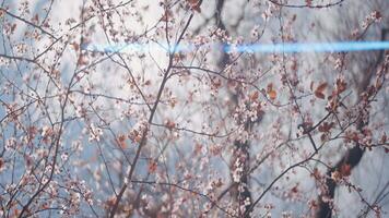 Blooming tree with narrow branches and sun light flare. Action. Bottom view of pink beautiful tree branches on blue cloudy sky background. video