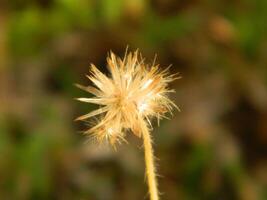 Extreme close-up macro photo of wild green plants that live in urban areas