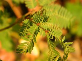 Extreme close-up macro photo of wild green plants that live in urban areas