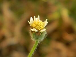 Extreme close-up macro photo of wild green plants that live in urban areas