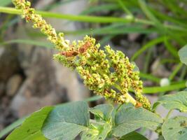 Extreme close-up macro photo of wild green plants that live in urban areas