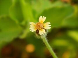 Extreme close-up macro photo of wild green plants that live in urban areas