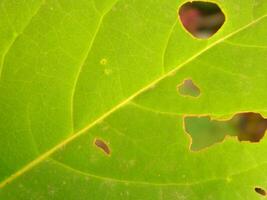 Extreme close-up macro photo of wild green plants that live in urban areas
