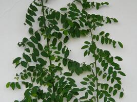 Extreme close-up macro photo of wild green plants that live in urban areas