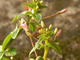 Extreme close-up macro photo of wild green plants that live in urban areas