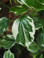 Piper sarmentosum variegated leave green and white photo