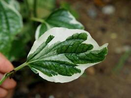 Piper sarmentosum variegated leave green and white photo