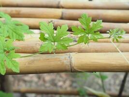 bitter melon leave in graden grow on bamboo photo