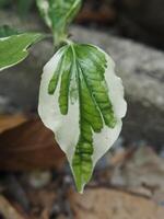 Piper sarmentosum variegated leave green and white photo