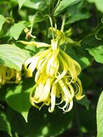 ylang ylang flower on tree and great smail by oil photo
