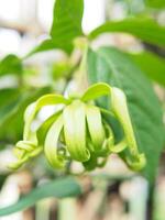 ylang ylang flower on tree and great smail by oil photo