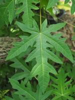 Piper sarmentosum variegated leave green and white photo