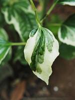 Piper sarmentosum variegated leave green and white photo