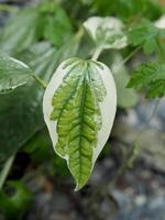 Piper sarmentosum variegated leave green and white photo
