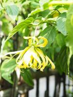ylang ylang flower on tree and great smail by oil photo