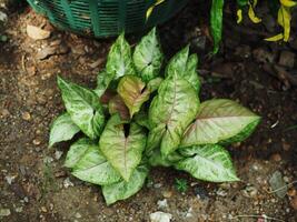 Piper sarmentosum variegated leave green and white photo