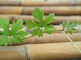 bitter melon leave in graden grow on bamboo photo