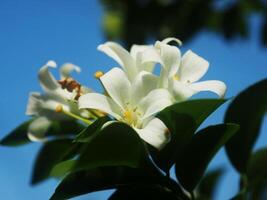 white jasmine and falling on ground great background photo