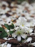 white jasmine and falling on ground great background photo