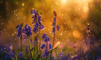 Bluebells under the rain with bokeh light photo