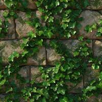 Stone wall with English ivy photo